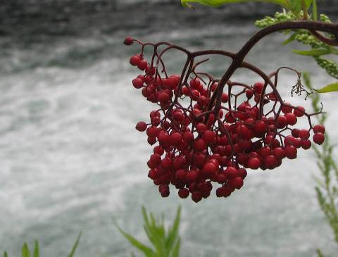 赤い実と川の流れ写真