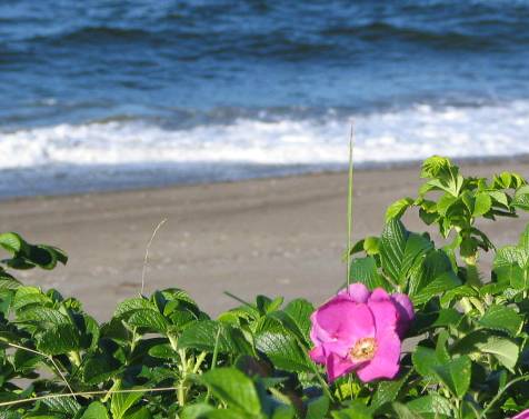 オホーツク海とハマナスの花写真