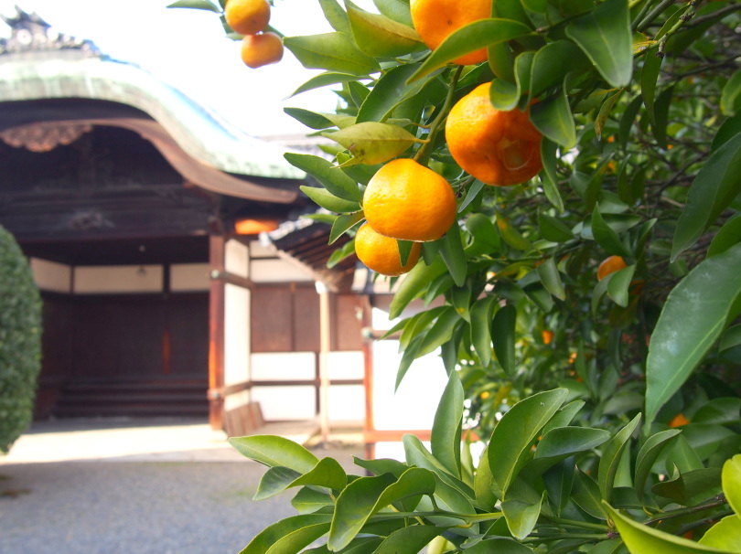 宝鏡寺大玄関と橘実写真