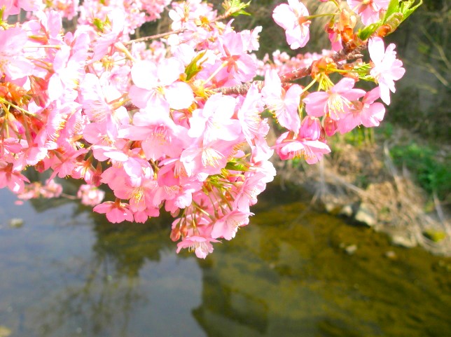 カワヅザクラ花画像