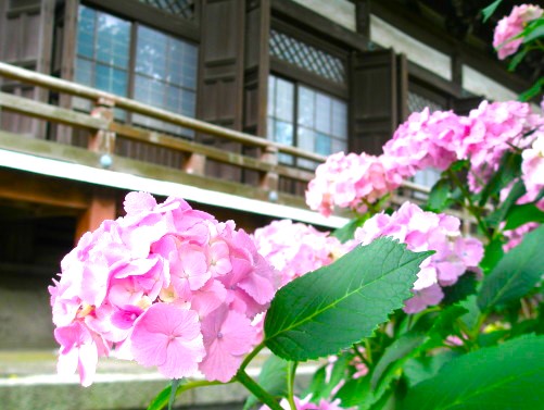 本覚寺本堂とアジサイの花写真