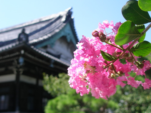 本覚寺サルスベリの花写真