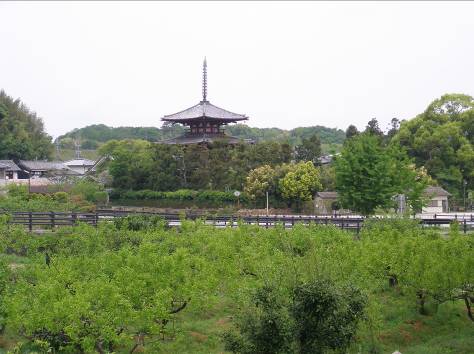 斑鳩町歴史の道から見るカキの畑と法輪寺の塔写真
