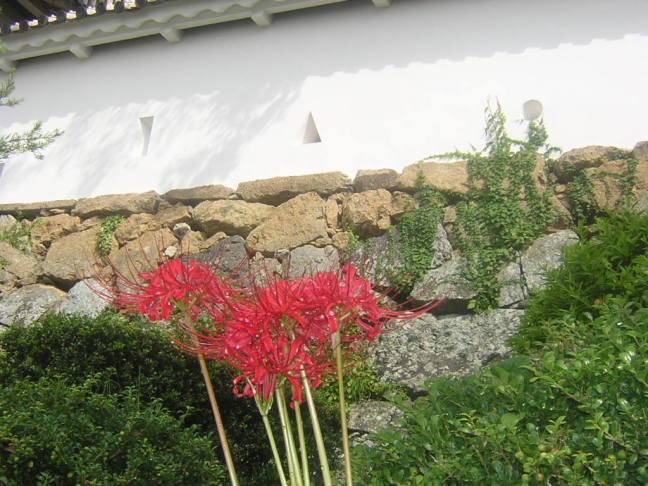 ヒガンバナ花画像