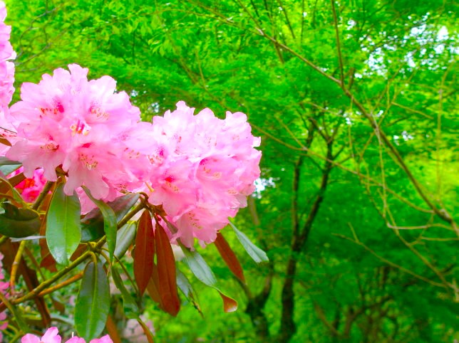 シャクナゲ花画像