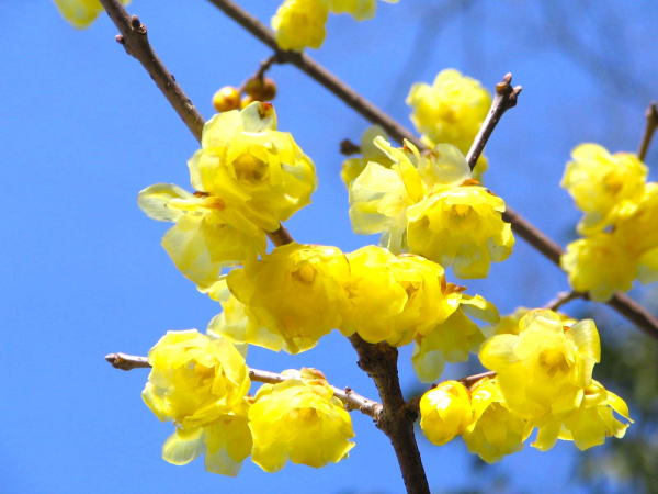 ���t���E�o�C��