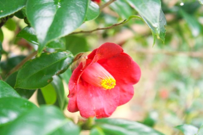 ���u�c�o�L�Ԓ߉������{