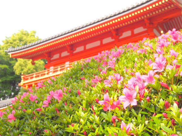 京都サツキ花画像