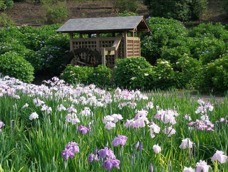 水車小屋の周りに咲くアジサイとハナショウブ写真