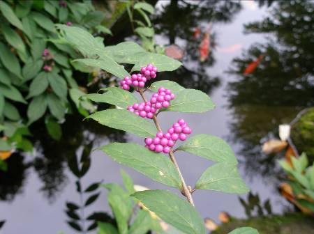 池の畔のコムラサキシキブの実写真・10月
