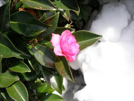 雪とサザンカ写真・2月