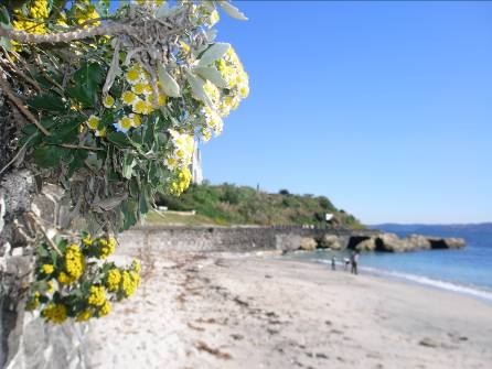 イソギク写真・観音崎は海浜性の植物がきれいです