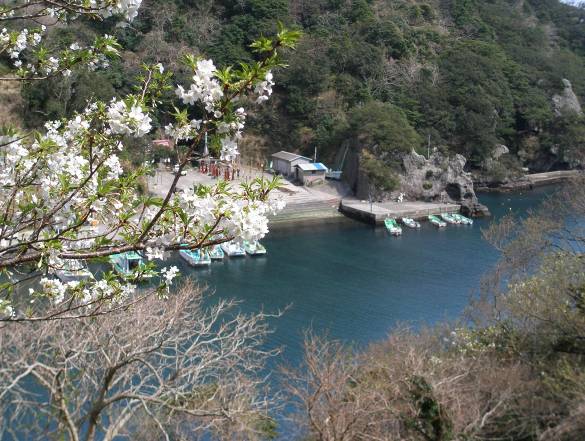 石廊崎港と桜の花写真