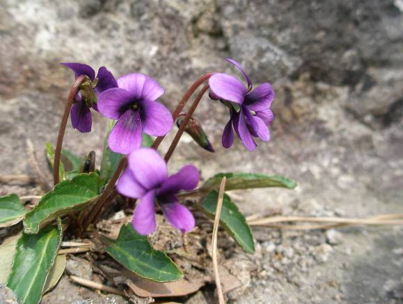石廊崎の崖の岩の隙間に生えるスミレの花写真