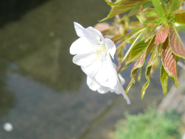 オオシマザクラ花画像