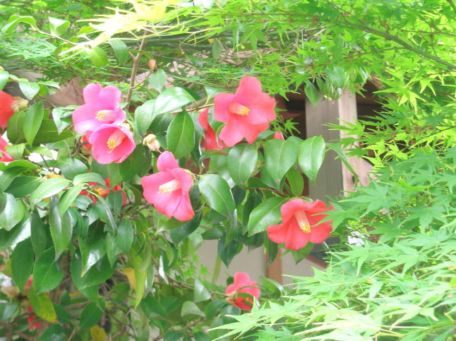 ヤブツバキ花画像Camellia japonica