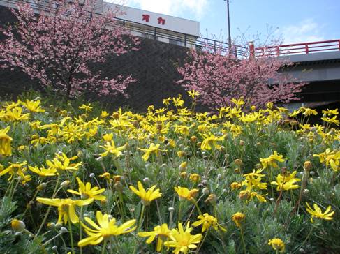 熱川温泉駅前花はなパークの河津桜写真