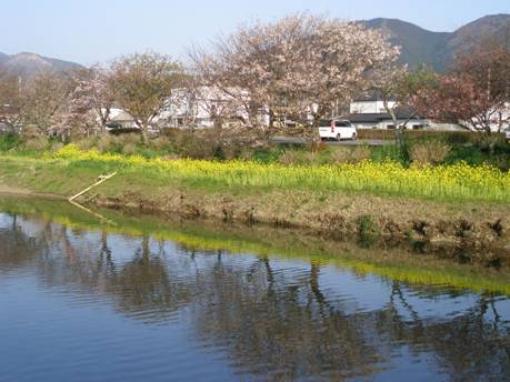 松崎町那賀川沿いの桜並木と菜の花写真
