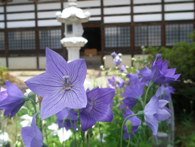 kikyo bell flower