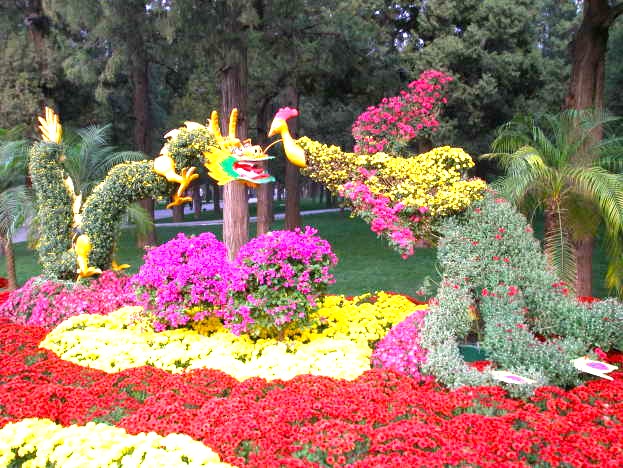 景山公園　花壇とキクの花　写真