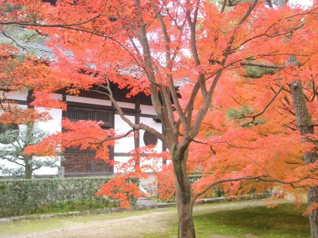 東福寺写真