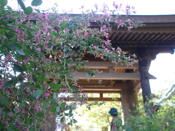 鎌倉海蔵寺　ハギの花　写真