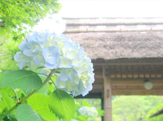 北鎌倉東慶寺山門とアジサイの花写真