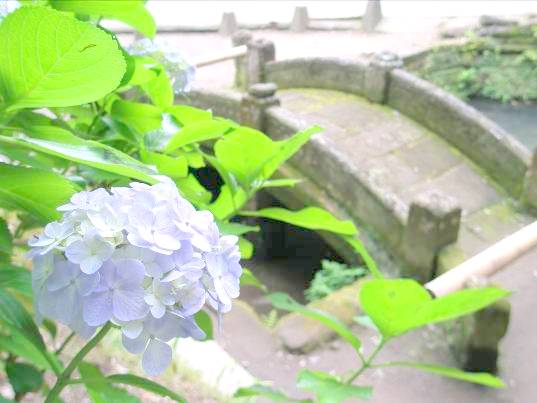 北鎌倉浄智寺のアジサイ写真
