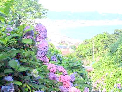 極楽寺切り通しの紫陽花と由比ガ浜海岸写真