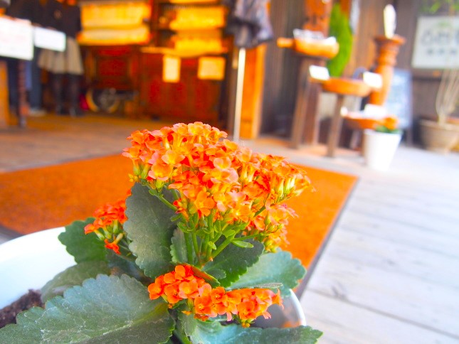 カランコエ花画像