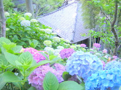 鎌倉長谷寺の色とりどりのアジサイの花写真