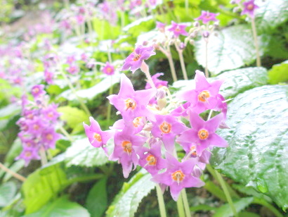 北鎌倉東慶寺のイワタバコの花写真