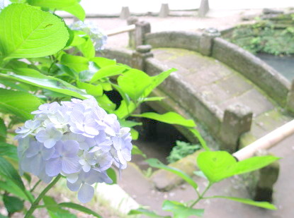 鎌倉浄智寺の反り橋とアジサイの花写真