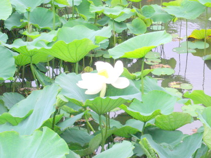 鎌倉鶴岡八幡宮平家池に咲く白いスイレンの花写真