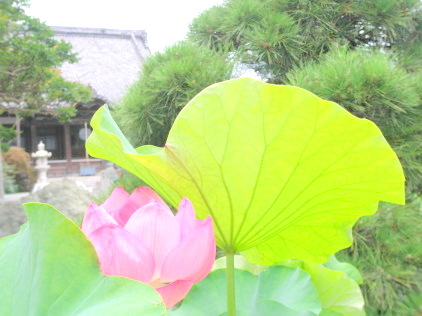 鎌倉本覚寺のハスの花写真