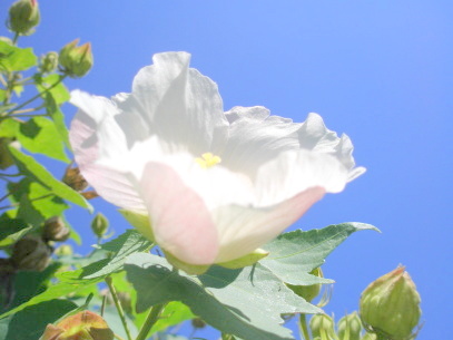 鎌倉七里ガ浜に咲く白いムクゲの花写真