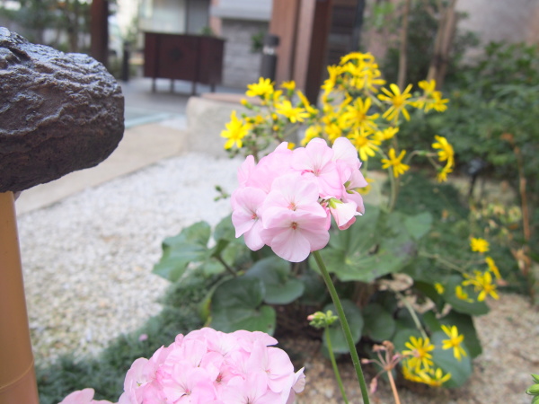 亀井戸水神社ゼラニウム花画像