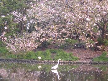 鶴岡八幡宮の桜とシラサギの写真