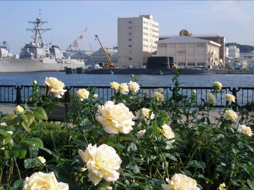 ヴェルニー公園から見た横須賀港とバラの花写真
