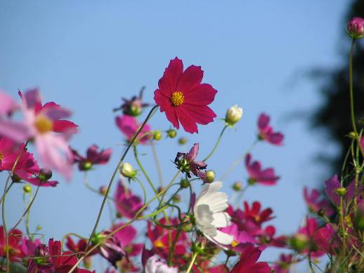 久里浜花の国のコスモス写真