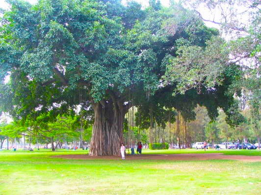カピオラニパーク　Banyan Tree大木　写真