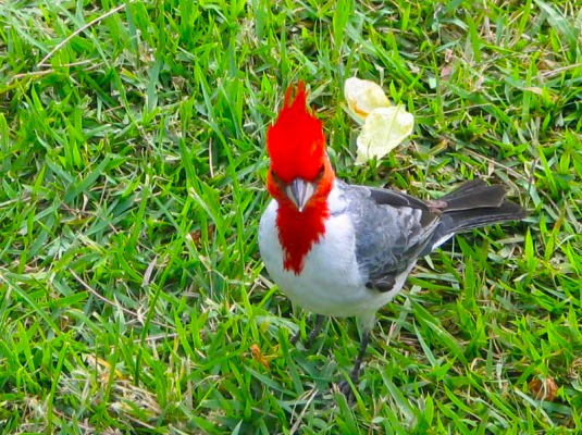 カピオラニ公園　Red-crested Cardinal鳥　写真