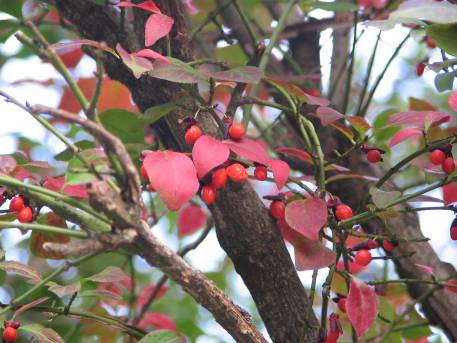 亀ヶ谷切通しのニシキギの紅葉と実写真