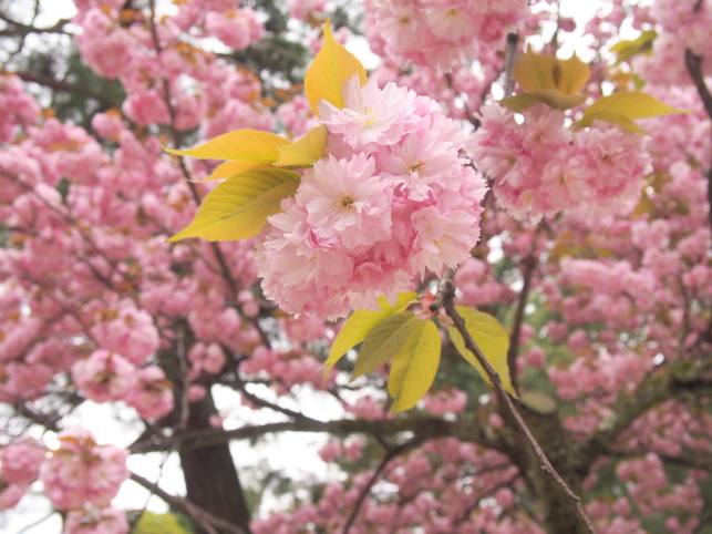 兼六園菊桜花画像