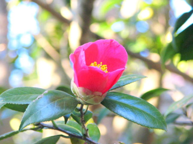 化粧坂に咲くヤブツバキ花写真