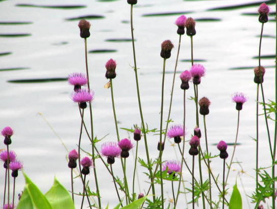 木戸池　タムラソウの花　写真