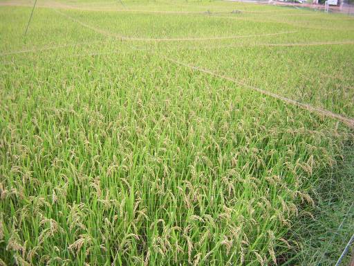 巾着田の稲作風景写真