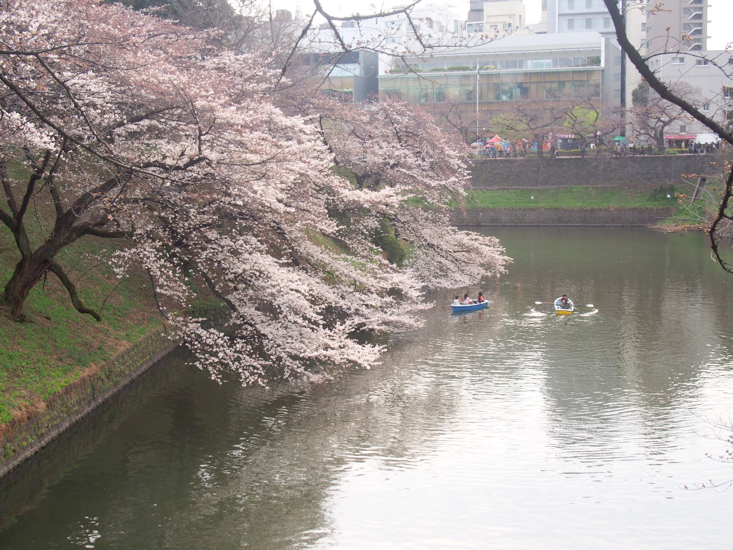 北の丸公園千鳥ヶ淵桜花画像