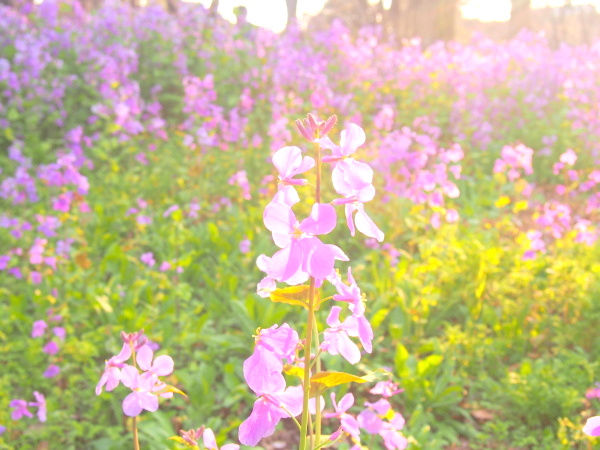 北の丸公園オオアラセイトウ花画像