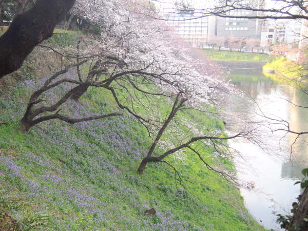 北の丸公園堀端の桜花画像